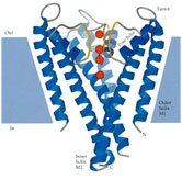 Structure of a potassium channel