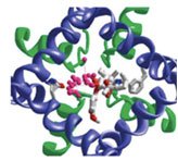 Toxin blocking sodium channel pore