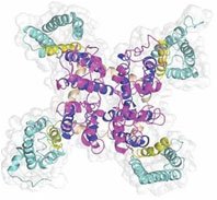 Structure of a voltage-gated ion channel