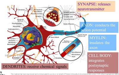 Labeled neuron structure