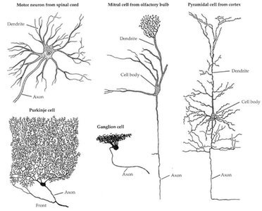 Structural diversity of neurons