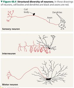 Types of neurons: sensory, interneuron, motor