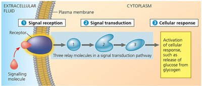 Diagram of signal reception, transduction, and cellular response