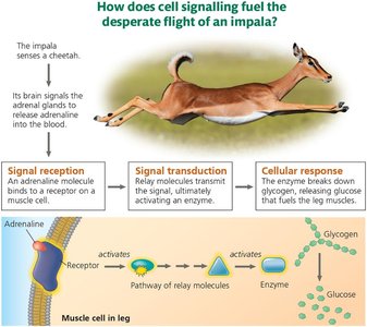 Example of cell signalling in an impala during flight response