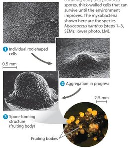 Myxococcus xanthus aggregation and fruiting body formation