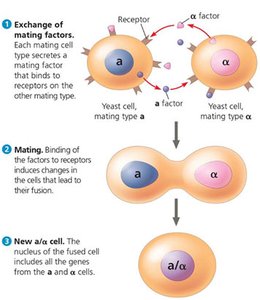 Yeast cell mating and fusion process
