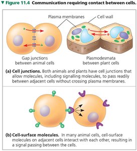 Cell junctions and cell-surface molecule signalling