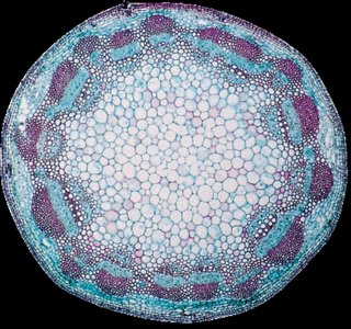 Cross section of a young plant stem showing vascular bundles