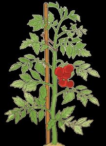 Indeterminate variety of tomatoes