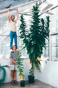 Tall and short plants showing indeterminate growth