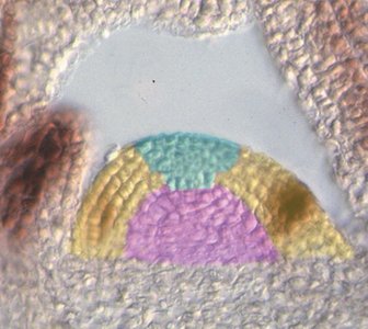 Zones of the shoot apical meristem: CZ, RZ, PZ