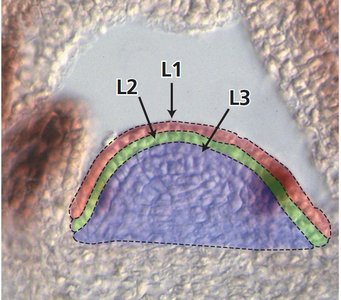 Cell layers of the shoot apical meristem: L1, L2, L3