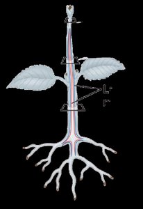 Diagram showing primary and secondary growth in plants