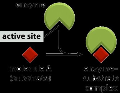 Enzyme-substrate complex formation