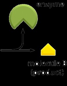 Enzyme releases product