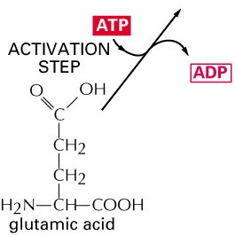 High-energy intermediate formation