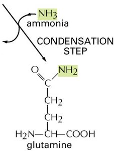 High-energy intermediate drives reaction