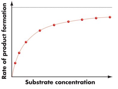 Effect of substrate concentration on enzymatic rate