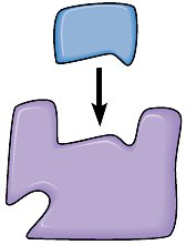 Normal substrate/enzyme interaction