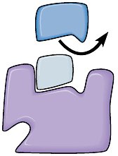 Competitive inhibitor blocks active site