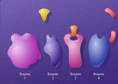Pathway crosstalk and feedback regulation