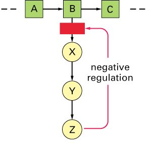 Feedback effects on pathway products