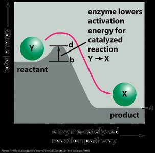 Energy diagram of catalyzed reaction