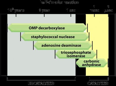 Comparison of catalyzed and uncatalyzed reaction times for various enzymes