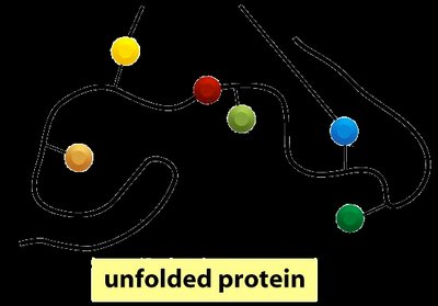 Unfolded protein