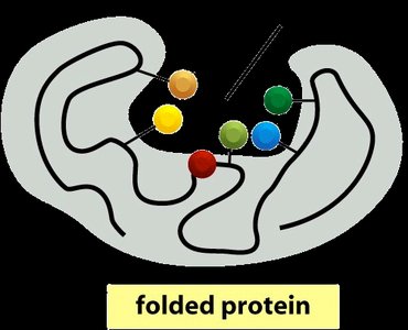 Folded protein with active site