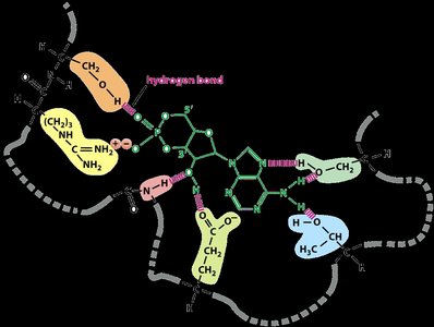 Protein binding site and noncovalent interactions