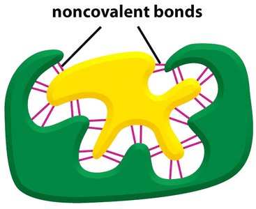 Simplified view of binding site