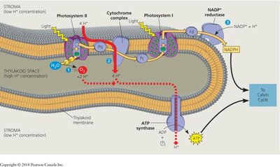 Structures of 3-phosphoglycerate and glyceraldehyde-3-phosphate