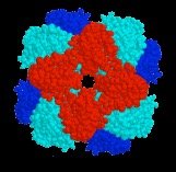 Structure of Rubisco enzyme and the carbon fixation reaction