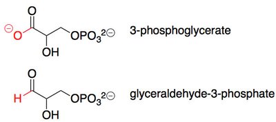 Diagram of the Calvin cycle showing regeneration of RuBP