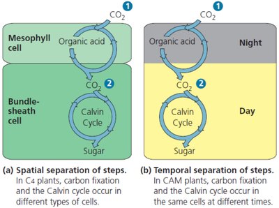 Comparison of C4 and CAM photosynthetic pathways