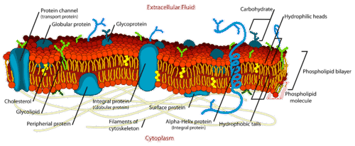 Phospholipid bilayer and membrane components