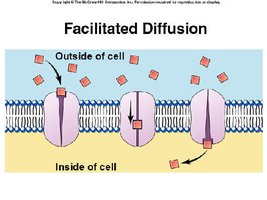 Facilitated diffusion through channel proteins