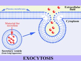 Exocytosis process