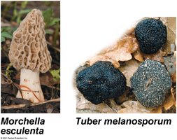 Morel and truffle examples