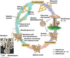 Basidiomycete life cycle with basidium detail