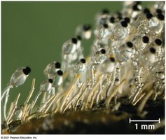 Rhizopus sporangia on bread