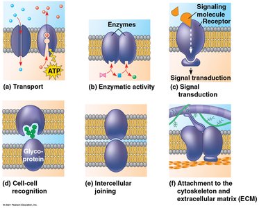 Functions of membrane proteins