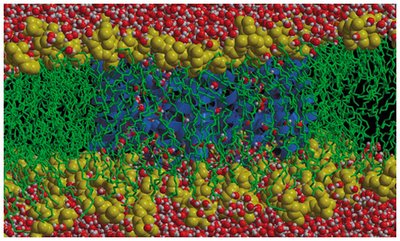 Aquaporin channel structure