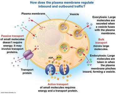 Membrane transport overview diagram