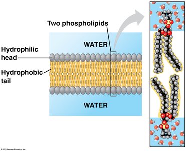 Phospholipid bilayer structure