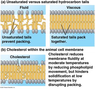 Membrane fluidity and cholesterol effects