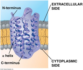 Transmembrane protein structure