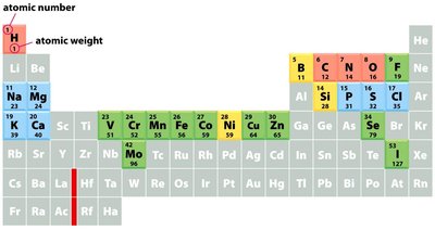 Periodic table highlighting elements essential for life