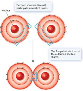 Double covalent bond in molecular oxygen